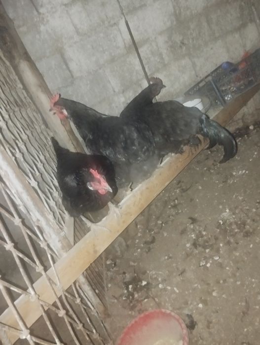 Qora shahzoda tovuq xoʻroz sotiladi
