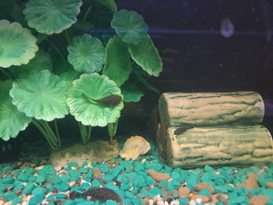 Мальки анциструсов (зеленые)