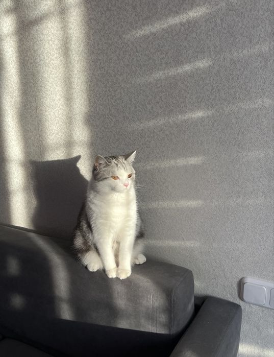 Отдам кота в хорошие руки