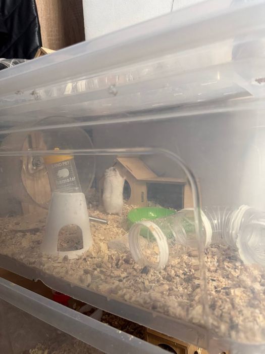 хомяк джунгарский