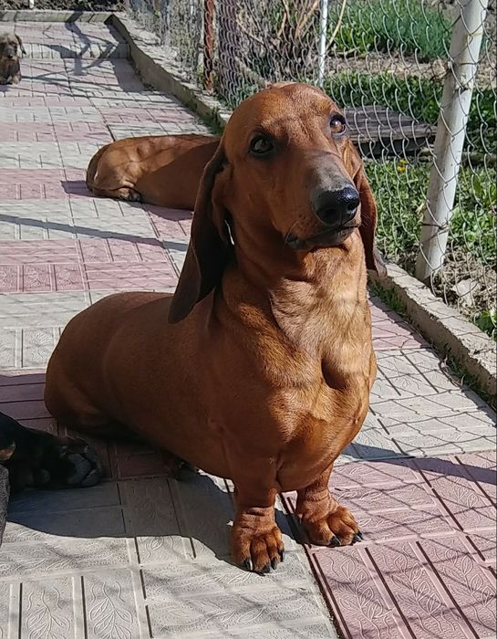 Такса племенной кобель