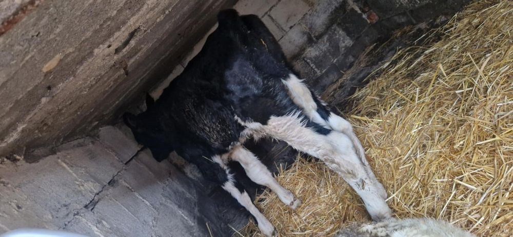 Vitel o săptămână 1400 de lei