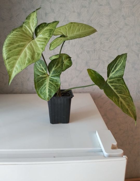 Сингонеум 1000 тенге