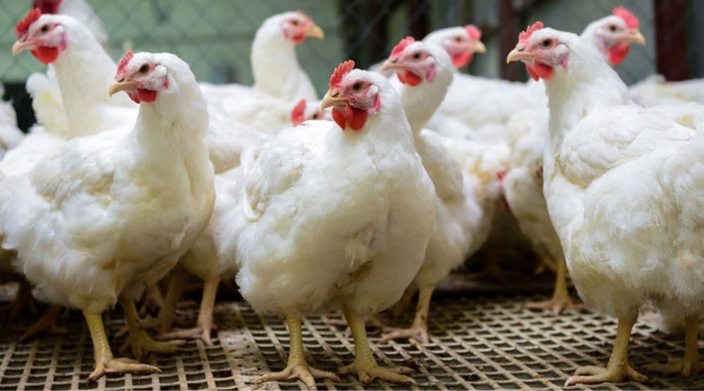 Несушки Хасекс Доставка!