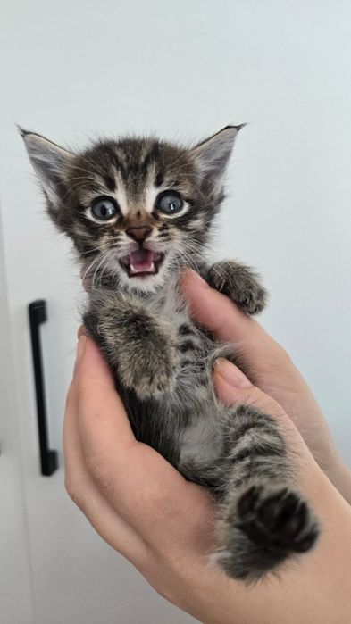 Отдам котят в добрые руки.