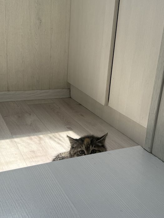 Отдадим котенка в добрые руки