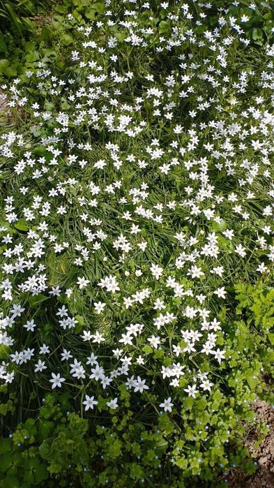 Продаются излишки своих садовых растений
Лютик - корешок 2000 сум
Брун