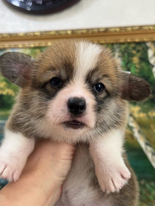 Шикарные малыши вельш корги документы фци