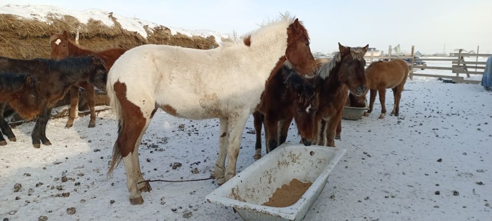 Семіз жылқы жирный конина