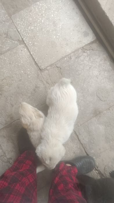 Продаю Щенка алабай