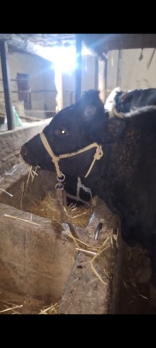 Бука сатылады продам