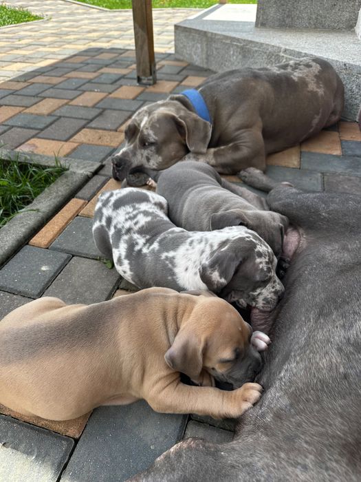 American bully  xl