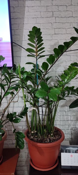 Замиокулькас долларовое дерево