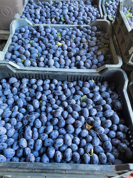 Vând prune bistrițene