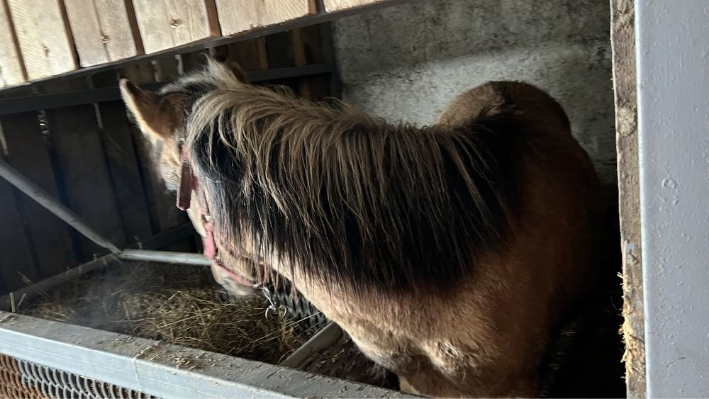 Жеребец 10 месяцев