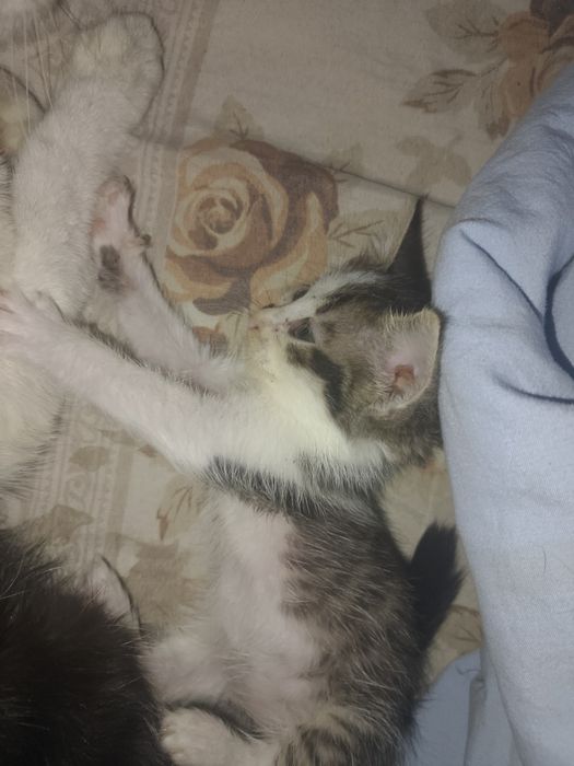 Отдам котёнка в добрые руки
