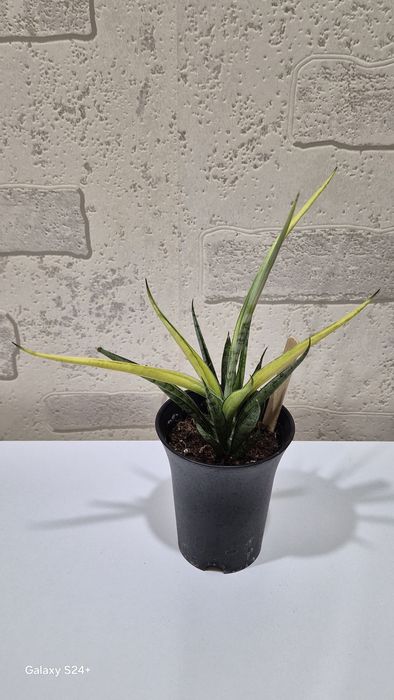 Сансевиерия мини "Комет Кризанта Лемон"
