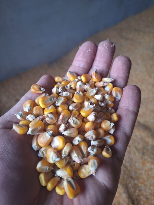 Porumb boabe semisticlos