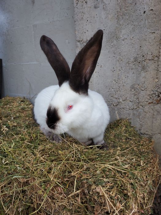 De vânzare uriaș de Transilvania