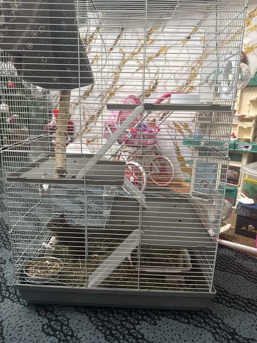 Продам белку дегу вместе с клеткой