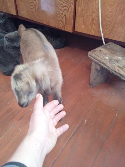 Продам козлёнка..