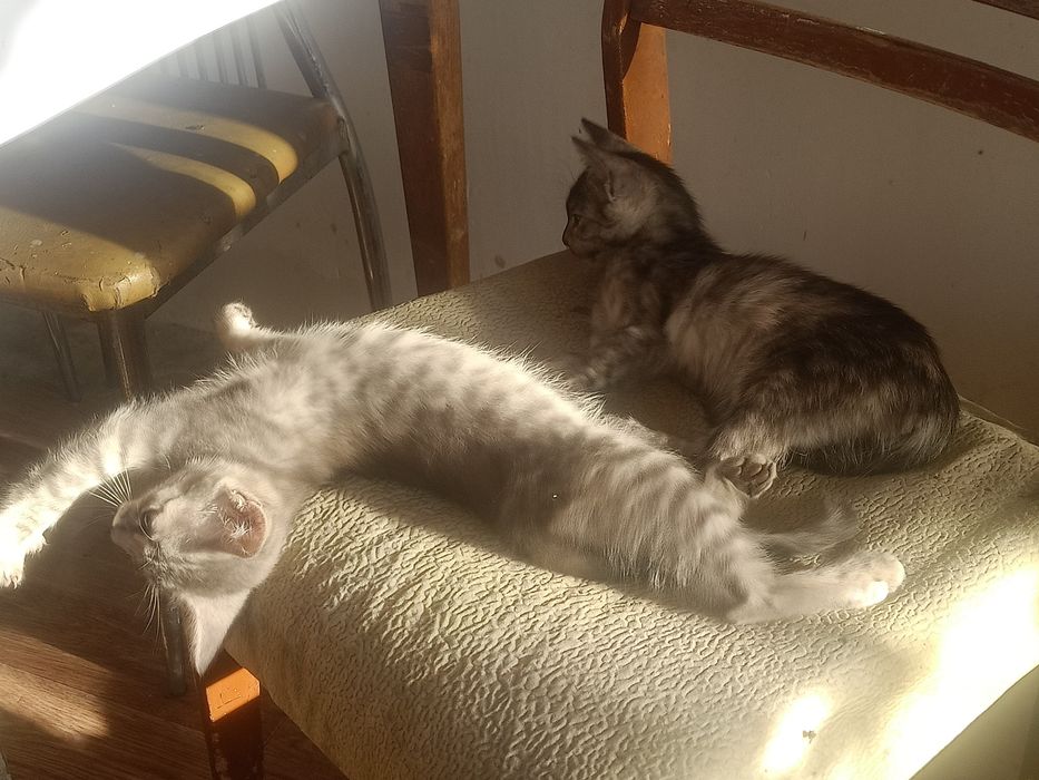 Отдам двух кошечек.