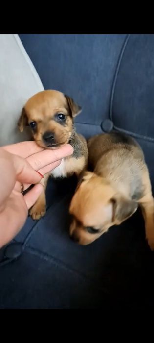 Продам той терьера