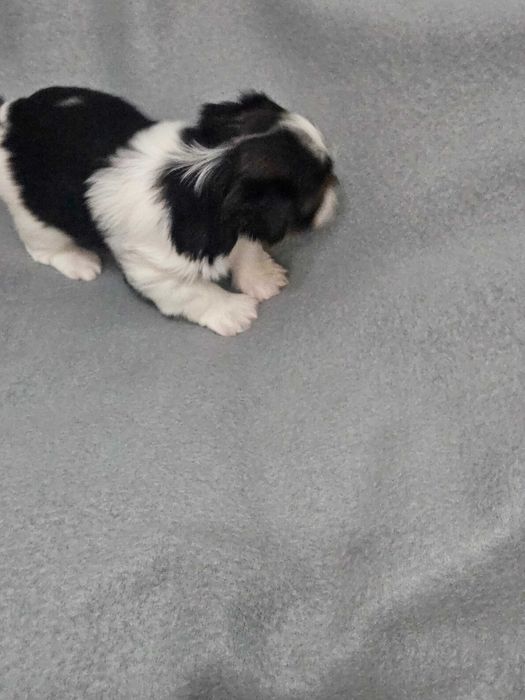 Йоркширски териер-бивер