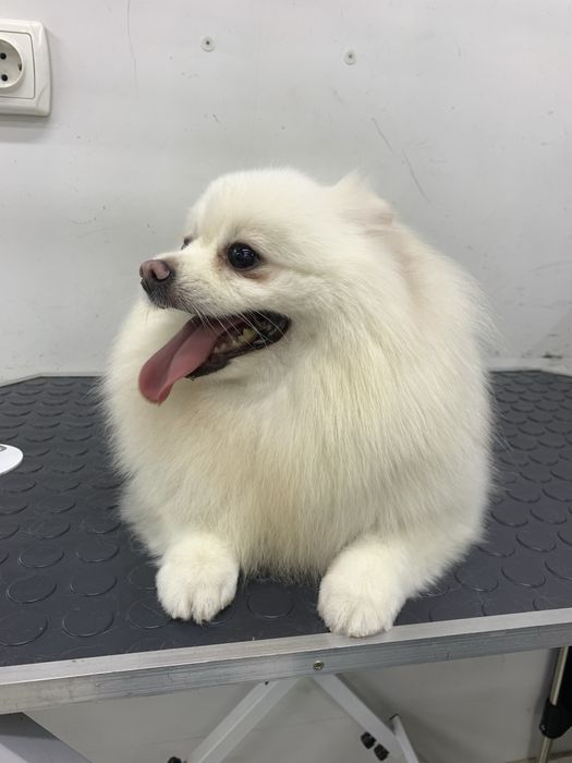 Профессиональный груминг для ваших любимцев!