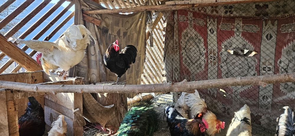 Cocosi pe alese. Australop toate culorile, unul wiandotte