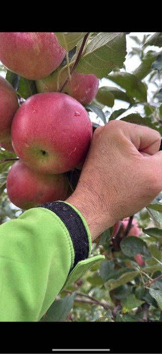 Pomi fructiferi la ghiveci! Pe rod!