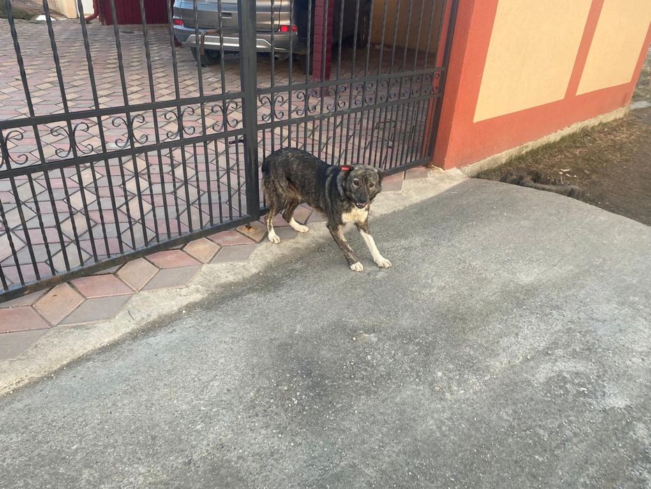 Donez catelusa metis sterilizata