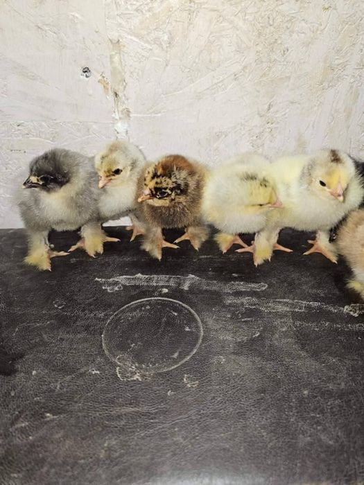 Pui încălțați și moțați