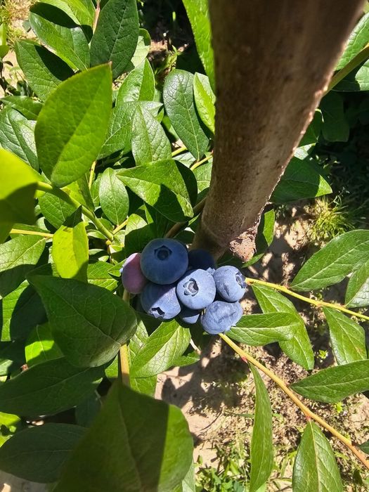 Голубика Саженцы