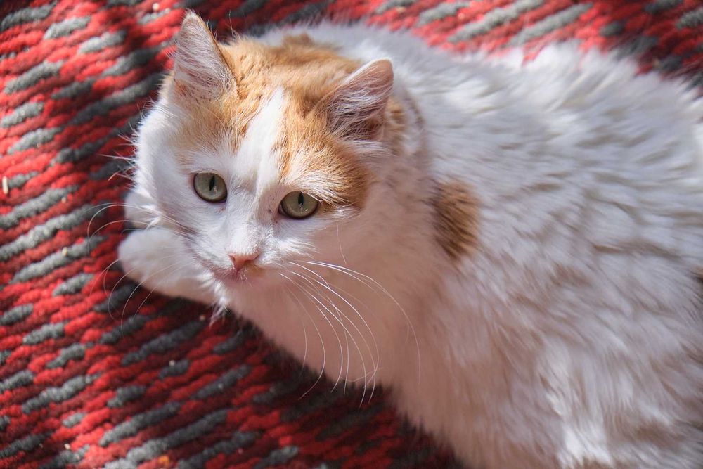 Кошка стерилизованная