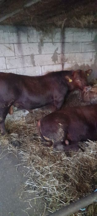 7 taurassi angus