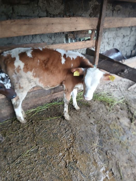 Vând sau schimb vitică cu tauraș