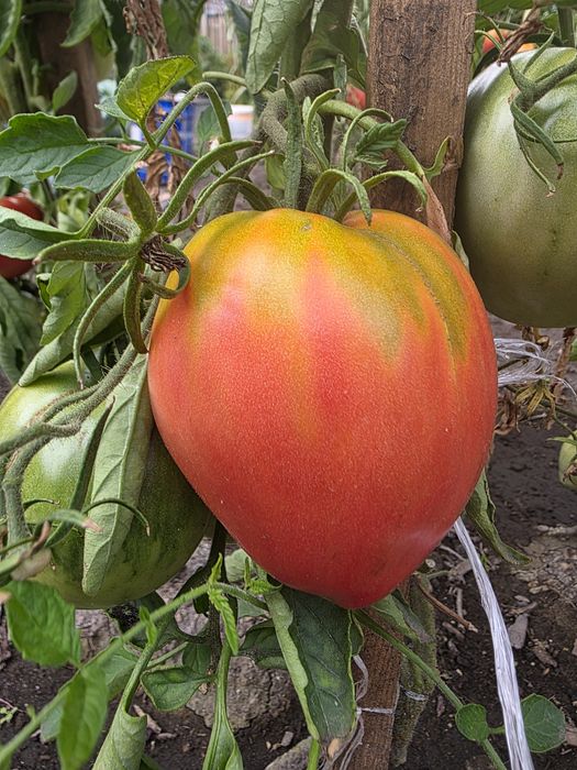 Продам помидоры домашние  крупные