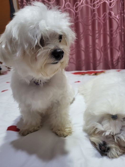Vând bichoni maltezi