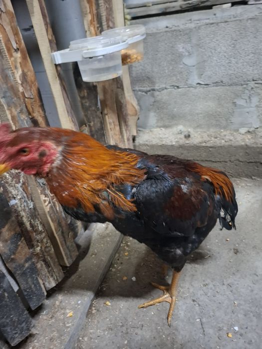 Продам петухов жужики