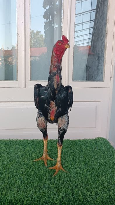 Dakan xoroz sotiladi