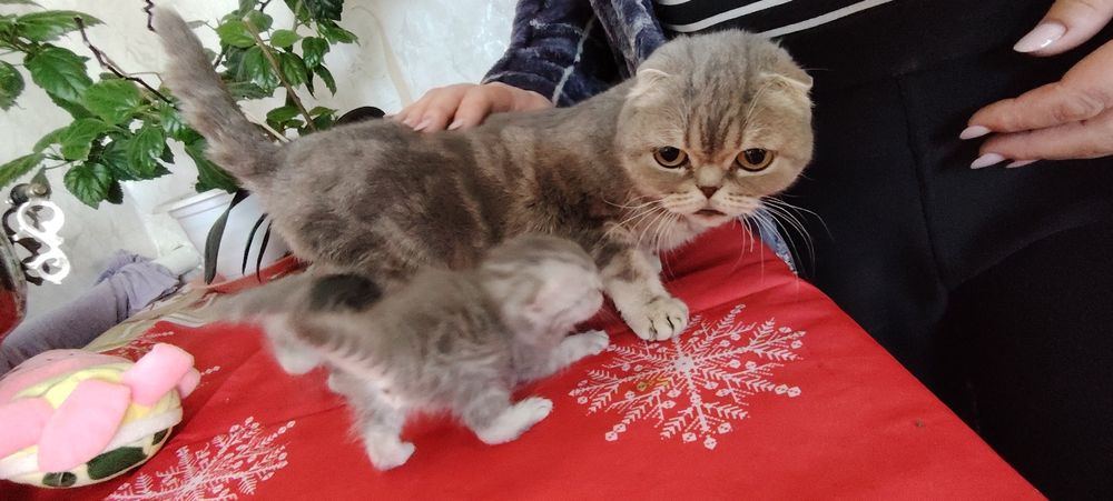 Шотландские котята