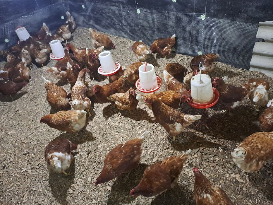 Продам кур несушек