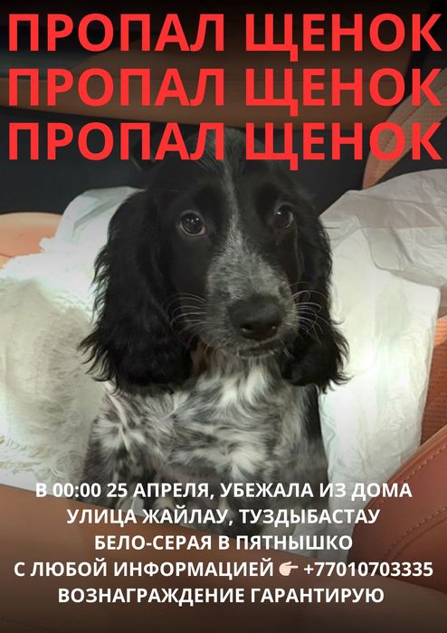 Пропал щенок спаниеля