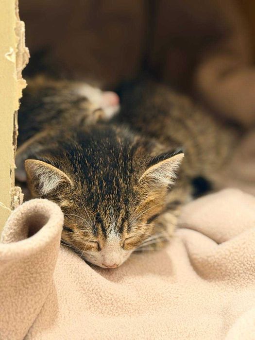 Котёнок / кот / Отдается в добрые руки. Ходит в лоток. Нежный. Игривый