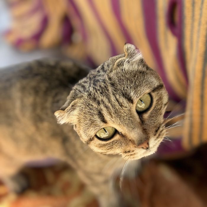 Шотландская вислоухая кошка умным и дружелюбным характером !