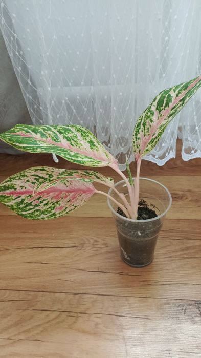 Анлонема 3200 филодендрон 1200