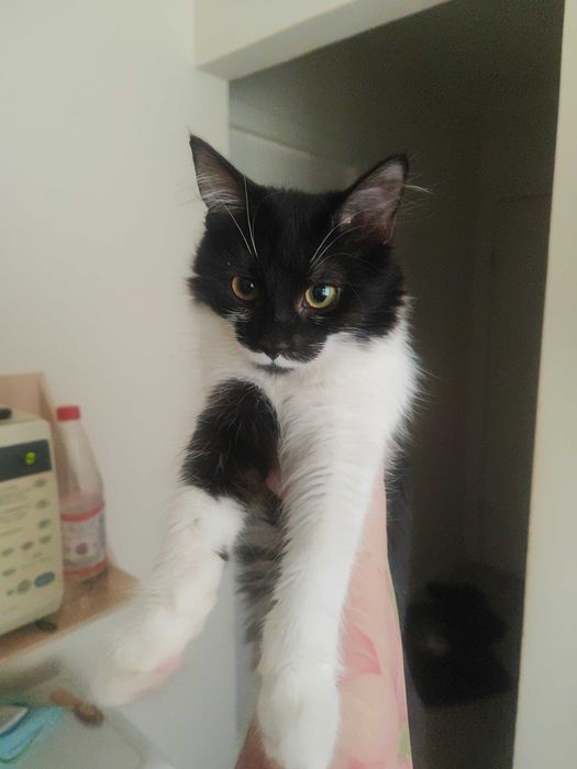 Отдам котят в паре