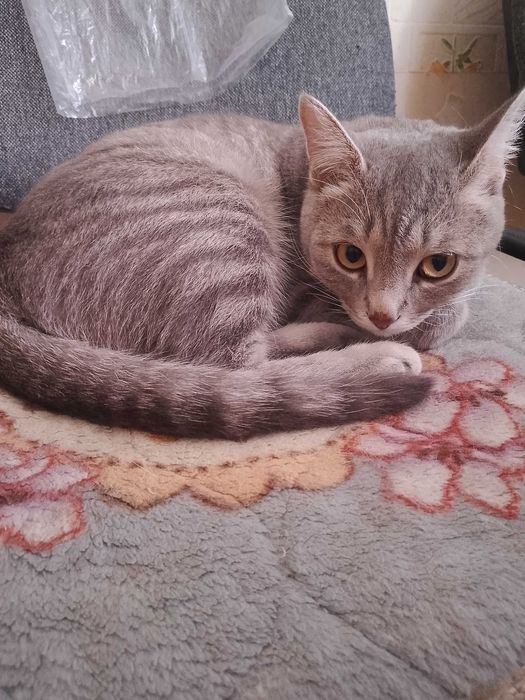 Отдам кошку в частный дом