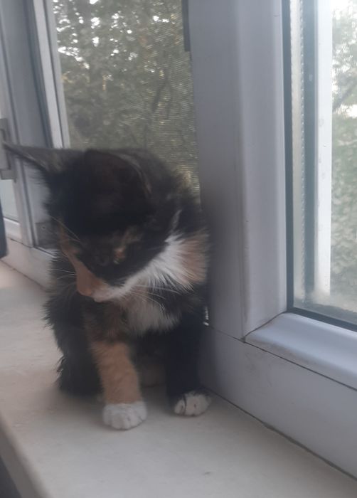 Котёнок в возрасте 2месяца .активен